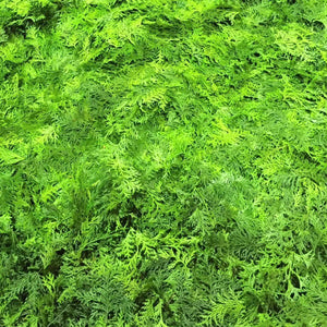 hinoki LAB aroma mist Refresh hinoki leaf 150ml - hinoki LAB